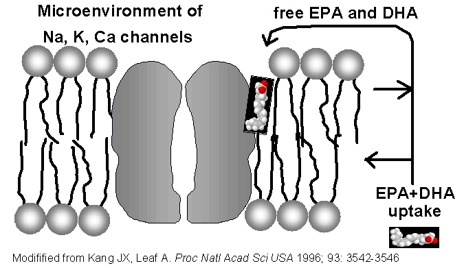 EPA
                    and DHA effects on ion channels